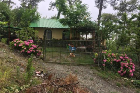 Her şeyden uzak, çam ormanı içerisinde Yayla Evi